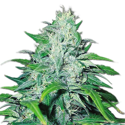 Go Time Seeds