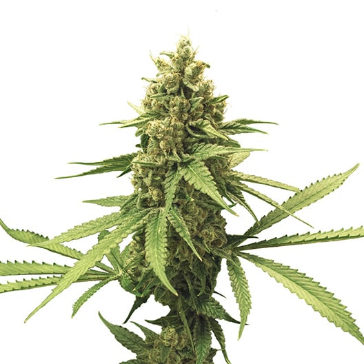 Godfather OG Auto Seeds