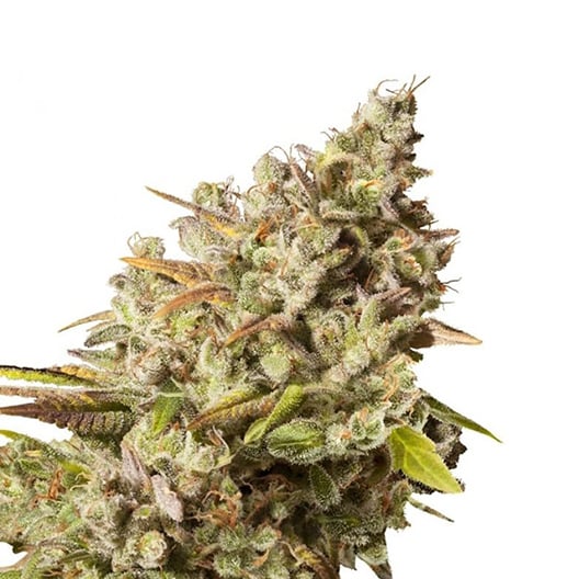 Kandahar Seeds