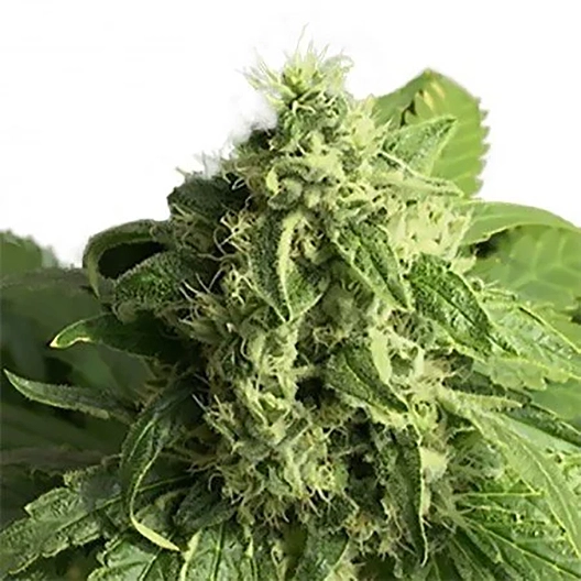 LA Woman Auto Seeds
