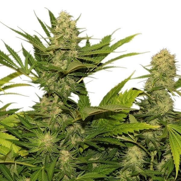 Lemon G Seeds