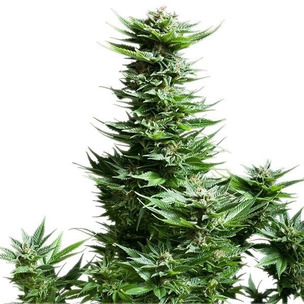 Mars OG Seeds