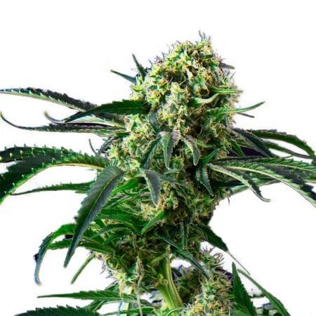 Northern Wreck Seeds