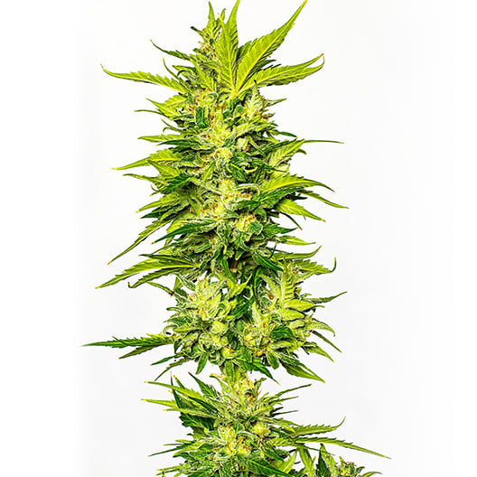 Pitbull Seeds