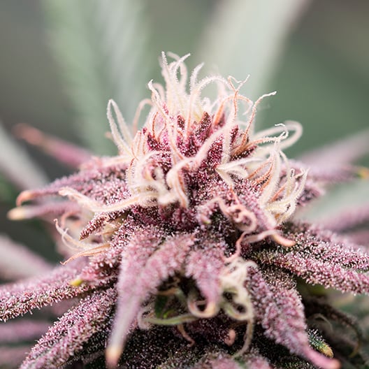 Purple Hindu Kush Auto Seeds