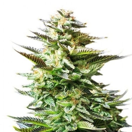 Purple Panty Dropper Seeds