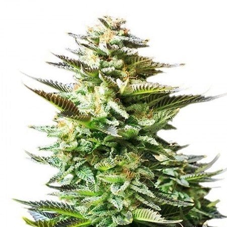 Sensi Star Seeds