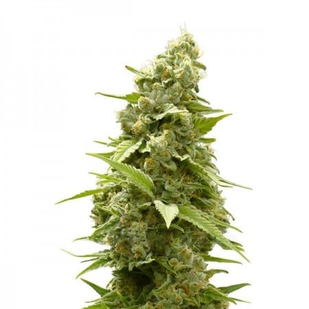 Space Candy Seeds