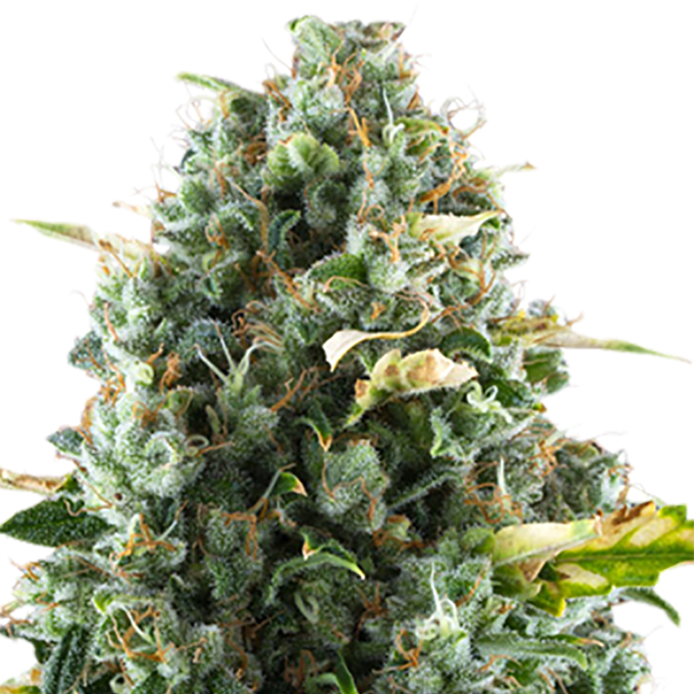 Sugar Kush Seeds