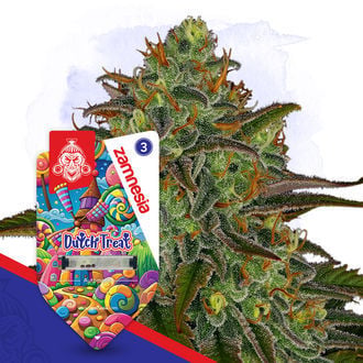 Dutch Treat Auto Seeds