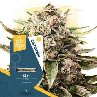 GG#4 Seeds
