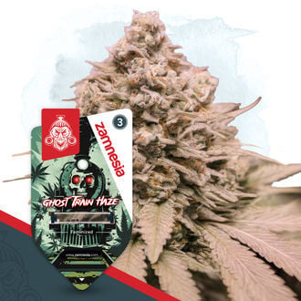 Ghost Train Haze Seeds