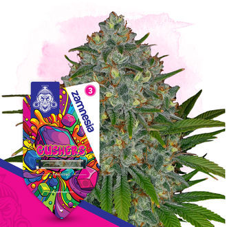 Gushers Seeds