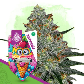 Lemon Cherry Gelato Seeds