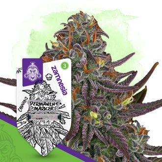 Permanent Marker Auto Seeds