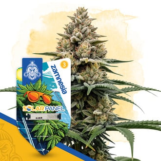 Solar Panel Auto Seeds
