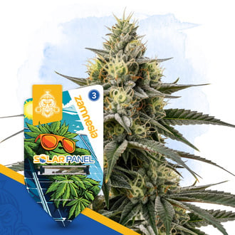Solar Panel Seeds